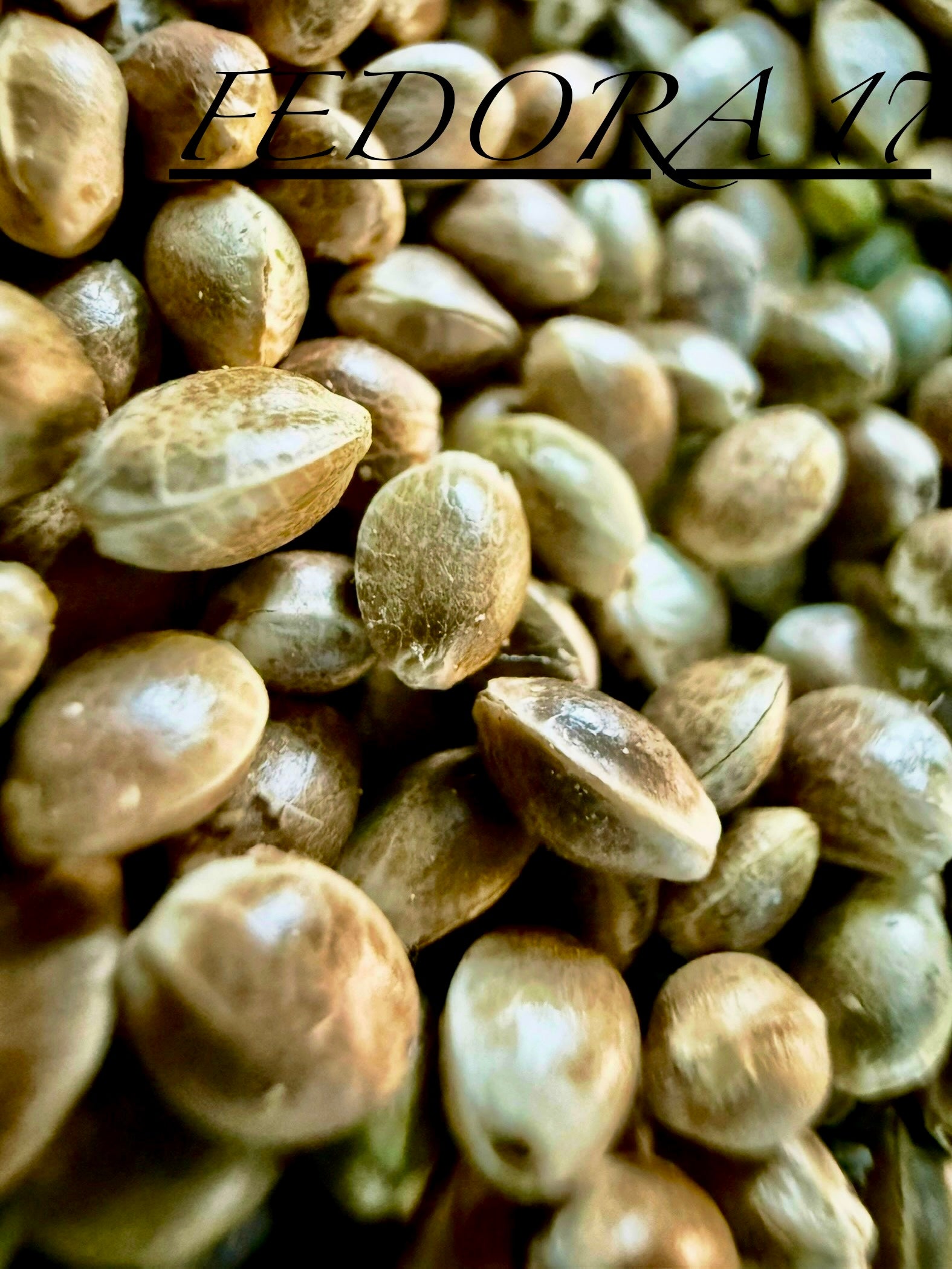Ripkitty International & Domestic Live Raw Viable Hemp Seeds Sold in Bulk & Single Amounts for Agriculture, Poultry, Equine Feeding, & Livestock