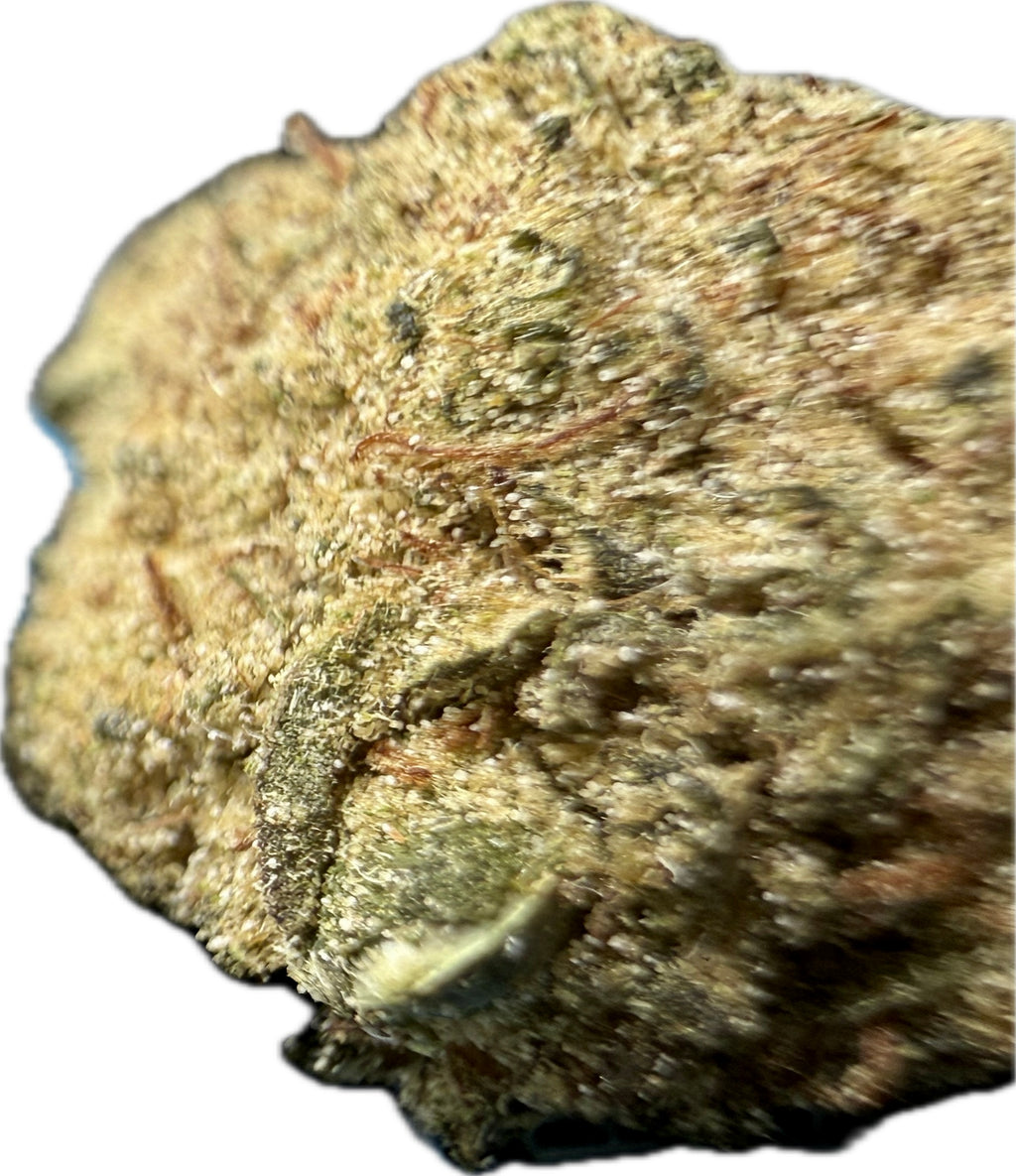 Macro close-up of Ripkitty Angel Cake Delta-8 moonrock nug — dense golden kief and concentrate coating over green calyxes with amber pistils, showing full nug profile, white background