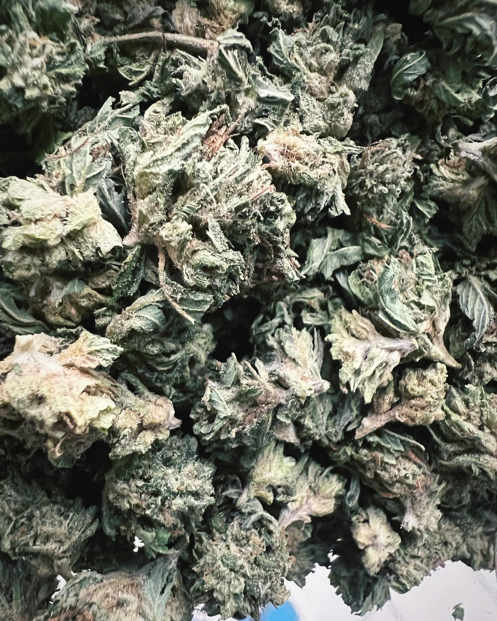 Ripkitty Bubba Kush 59 CBD Hemp Flowers - Bud’s Growery - Bulk