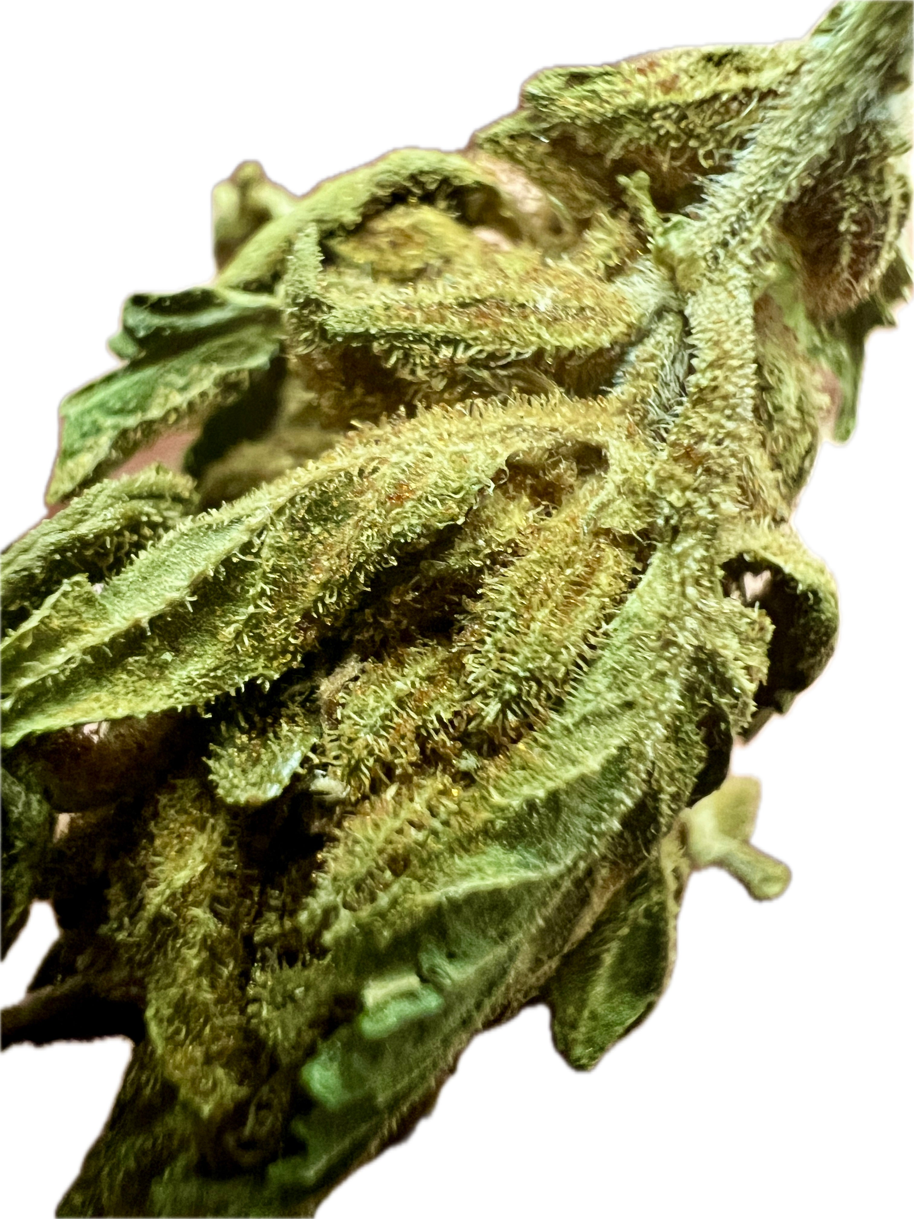 Ripkitty Mixed THCA Hemp Flowers