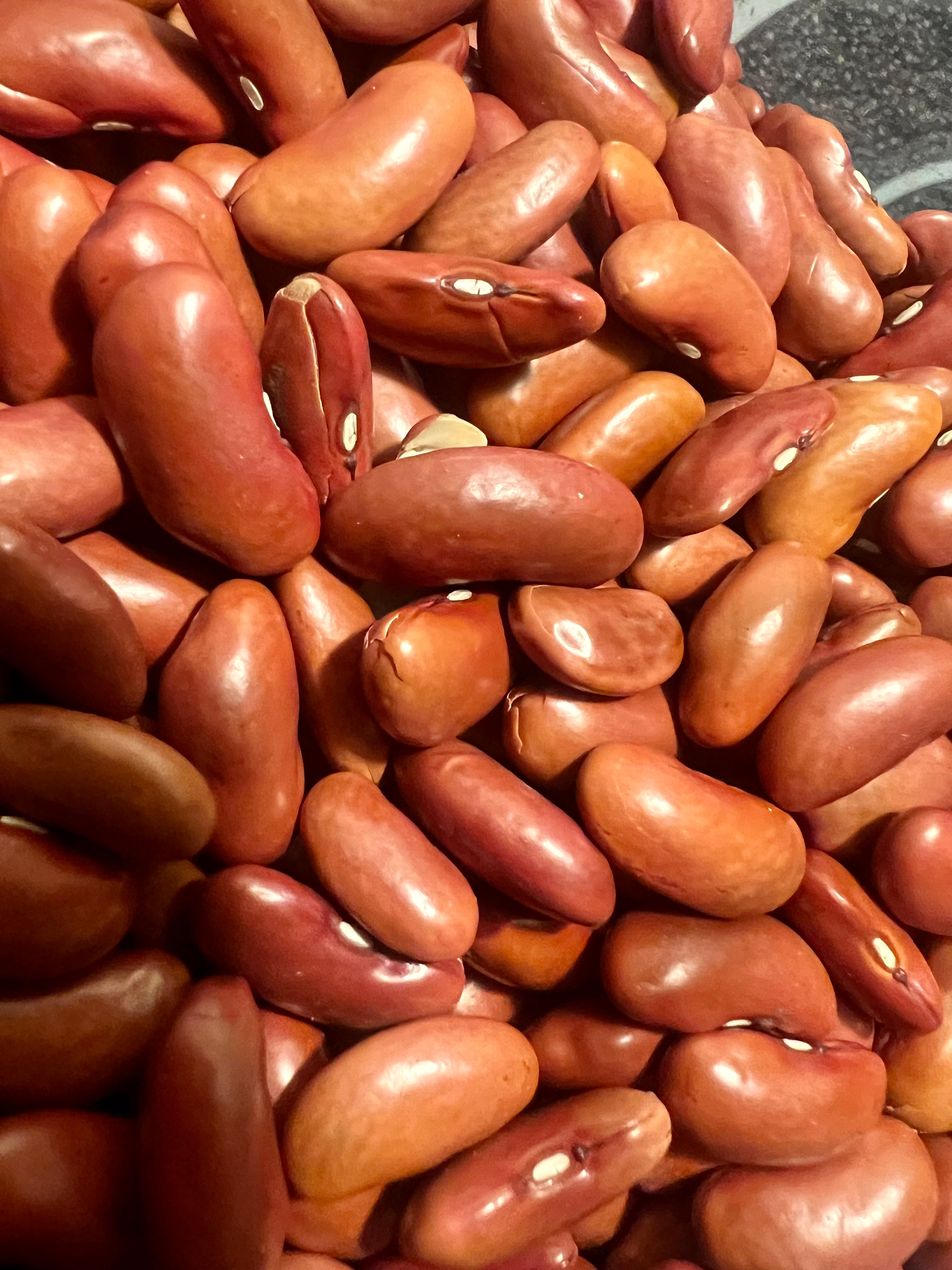 Ripkitty Red Kidney Bean Seeds - Drought-Tolerant Agricultural Grains