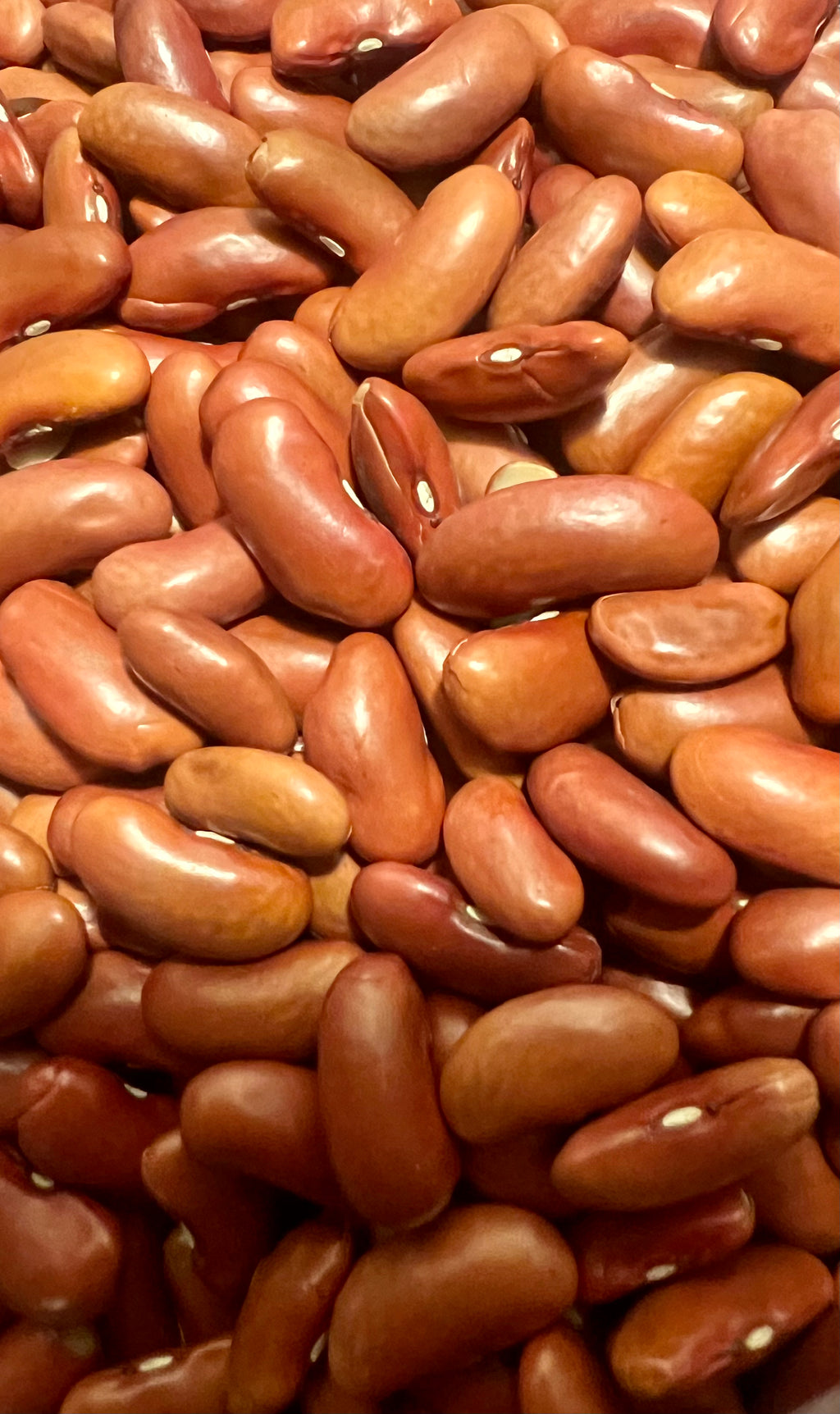 Ripkitty Red Kidney Bean Seeds - Drought-Tolerant Agricultural Grains