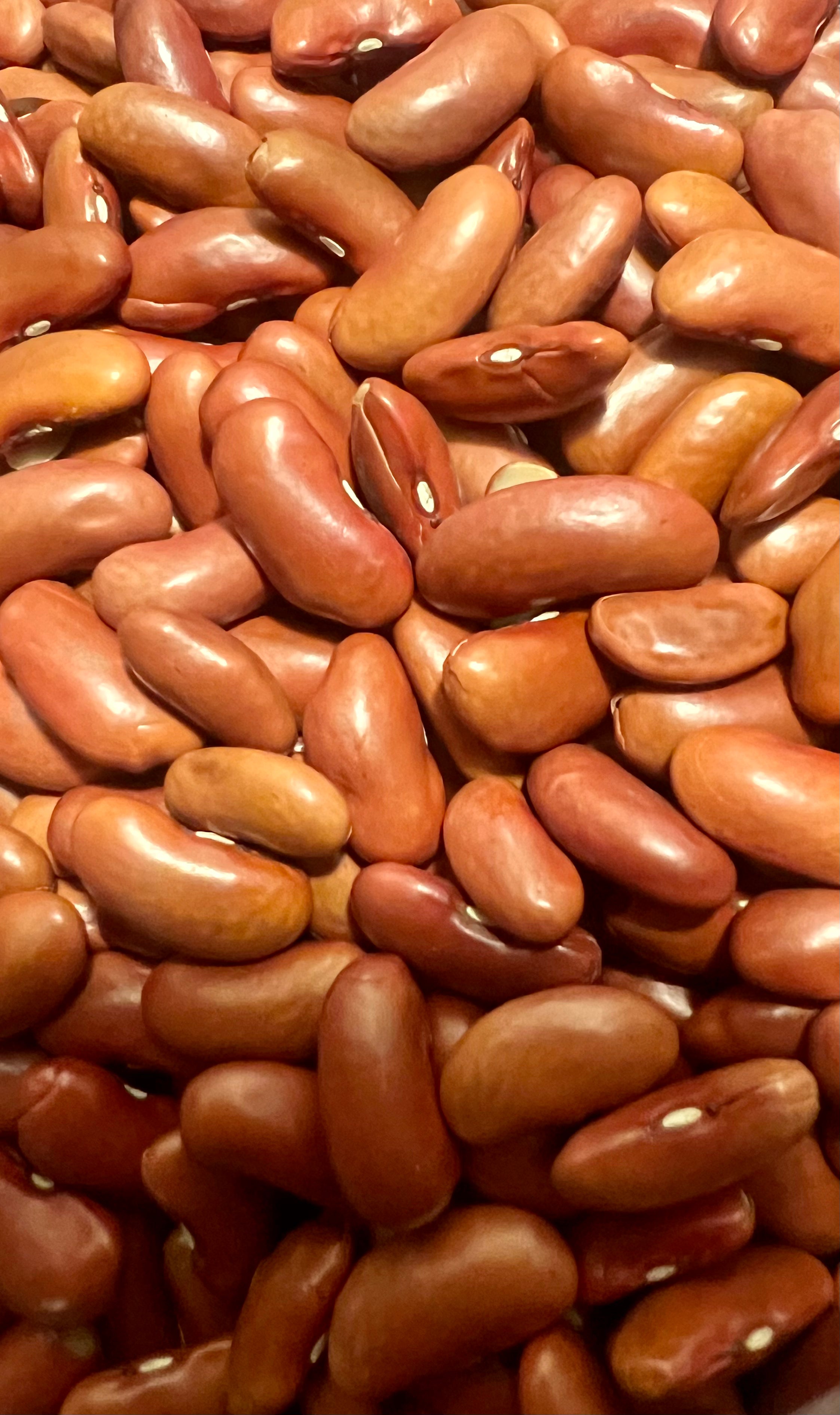 Ripkitty Red Kidney Bean Seeds - Drought-Tolerant Agricultural Grains